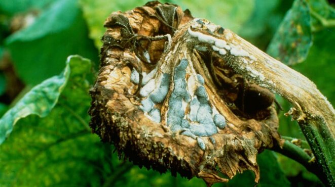 Ces Tournesols qu'on ne peut plus voir en peinture