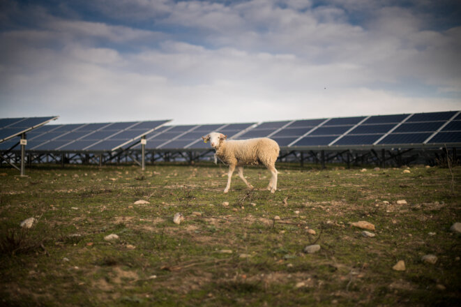 Brebis aux abords de panneaux photovoltaïques, dans les Pyrénées orientales. © Stephane Ferrer / Hans Lucas via AFP