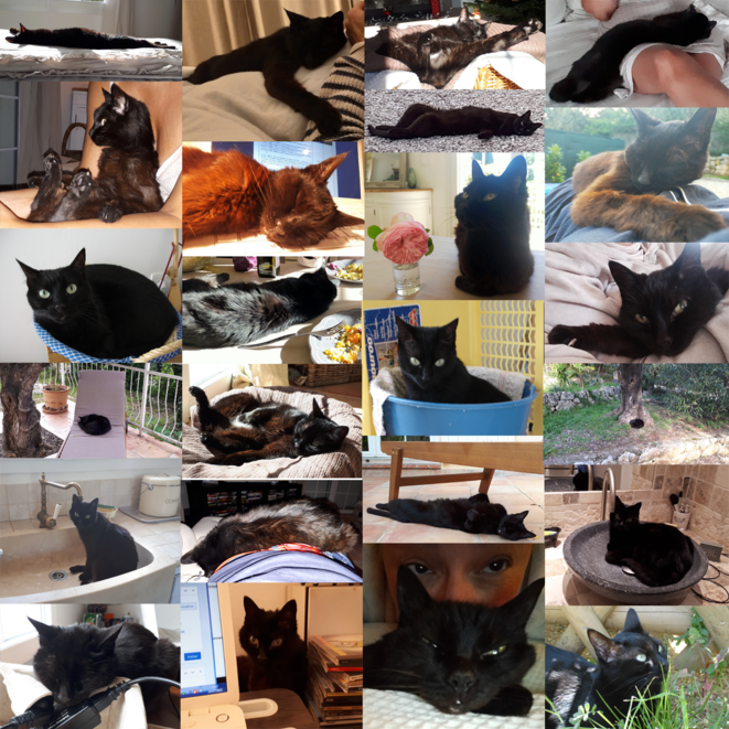 Hommage à mon chat, ce "petit être" qui a partagé notre vie ... et l'a changée aussi