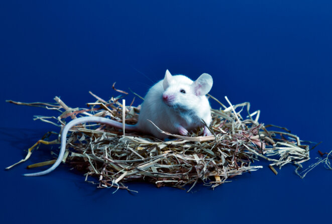 Créer des odeurs : De subtiles différences olfactives dans les modèles de souris autistes peuvent expliquer les résultats des tests de comportement social. © Richard Drury / Spectrum