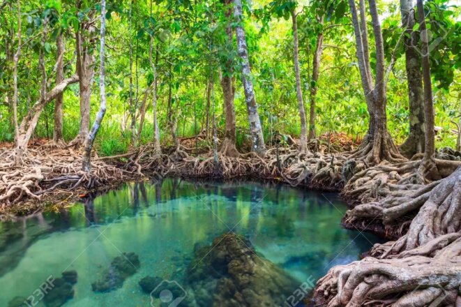 « Les forêts précèdent les peuples, les déserts les suivent »
