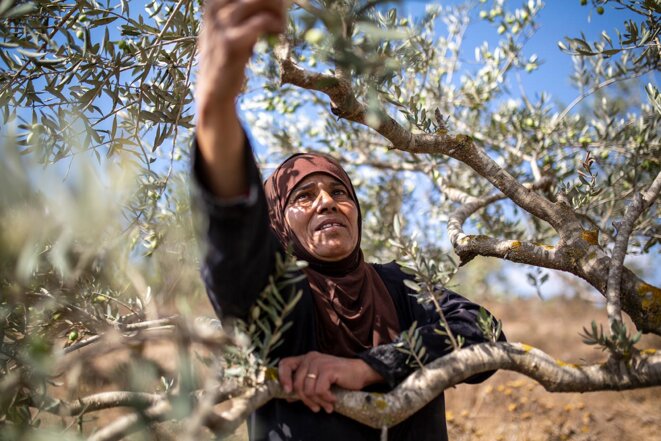 Une récolte des olives sous haute tension en Cisjordanie