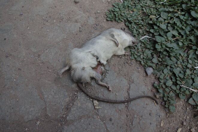 N'as-tu pas deviné? (Poésie)