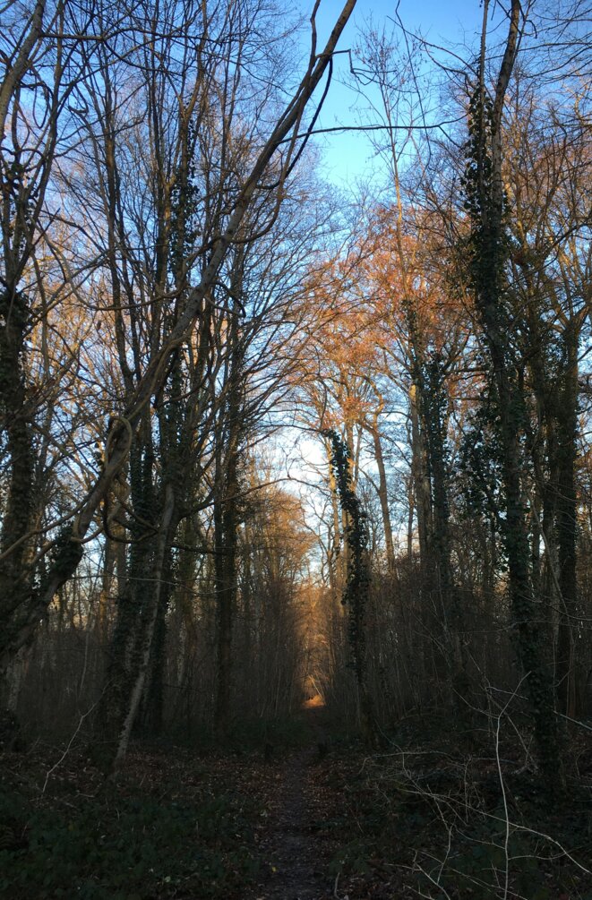 Light effects in the Fontainebleau Forest at Brolles, winter 2021
