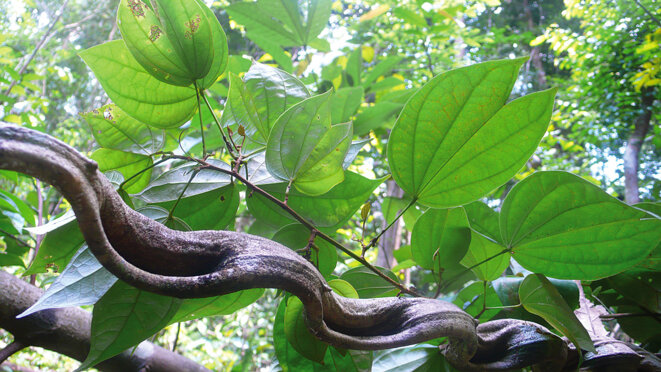 Coup dur pour les forêts primaires de Guyane