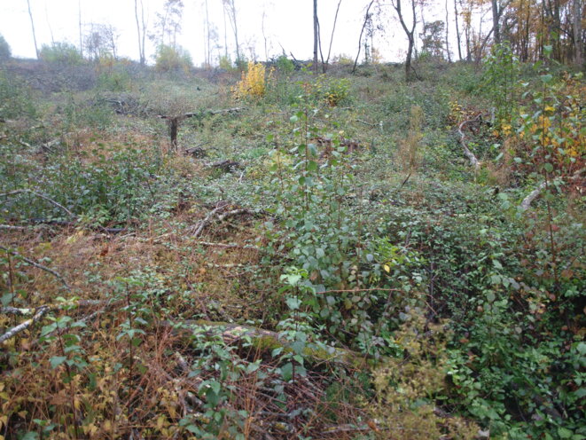 Massacres à la tronçonneuse