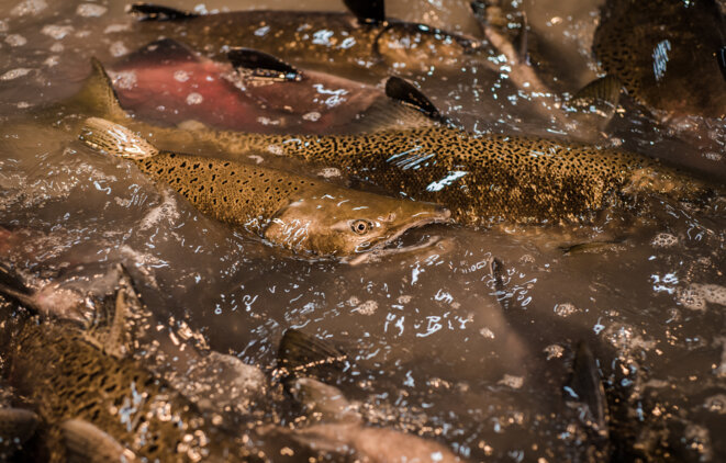 Les requins du capital-investissement ne font qu’une bouchée de l’« économie bleue »