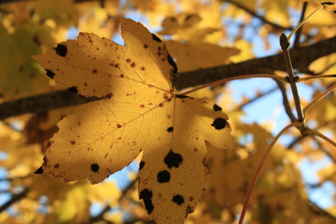 Crachons de la poésie !