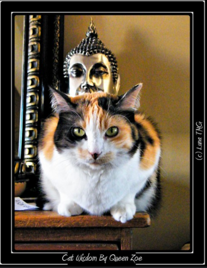 Le Conseil Constitutionnel bloque l'amélioration de l'AJPP