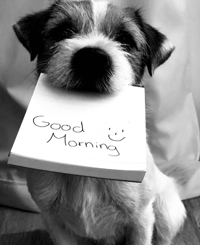 Mon chien, moi et mon chien