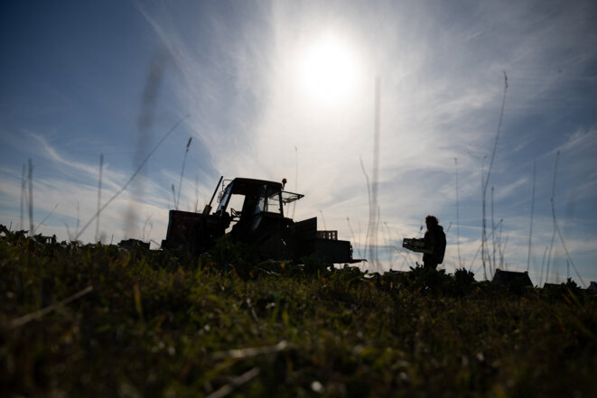 Dans une ferme du Finistère, qui produit des choux, février 2023. © Photo Vincent Feuray / Hans Lucas / Hans Lucas via AFP