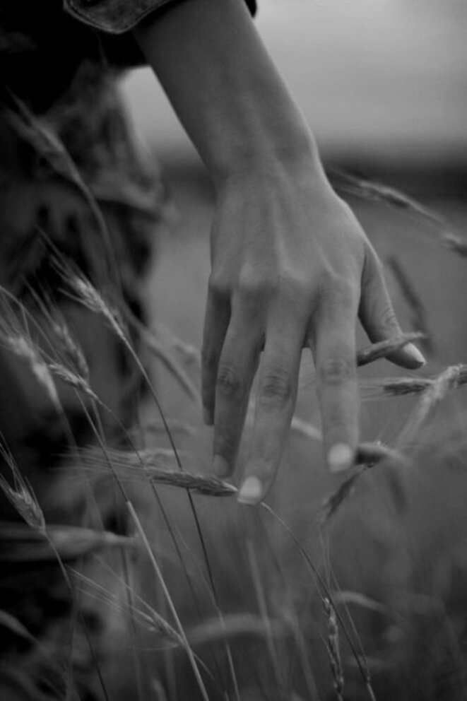 Les épines de la guerre