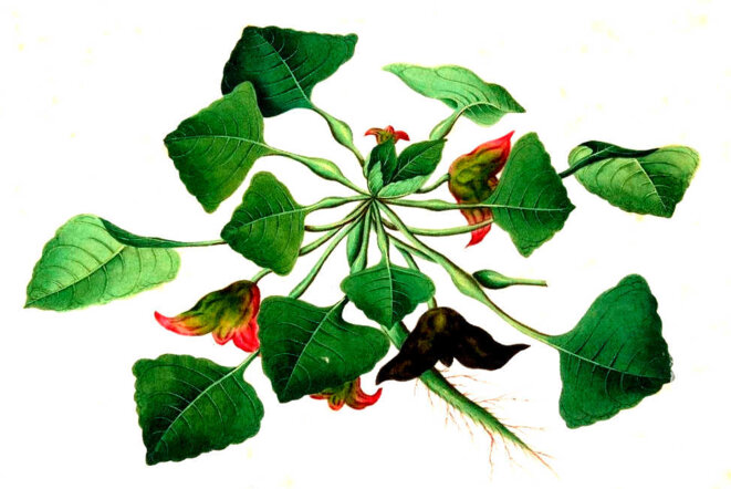 Où il avait été élevé