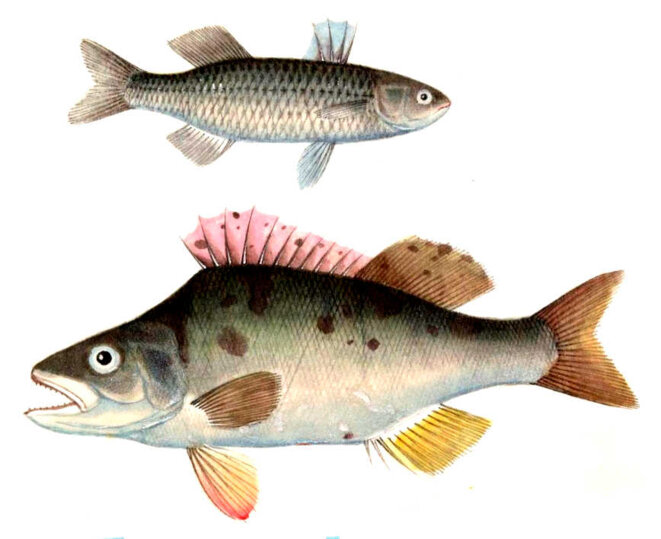 Quelle parole celle-ci !