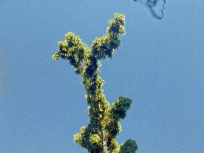 Entretien avec Nour Ouayda, réalisatrice de The Secret Garden