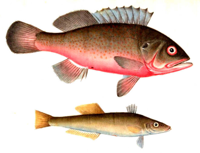 Qui n'est pas contre...