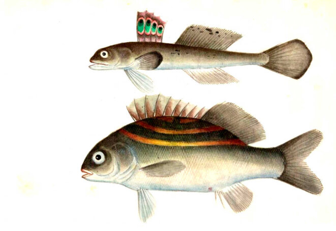 Le royaume de l'adversaire ?