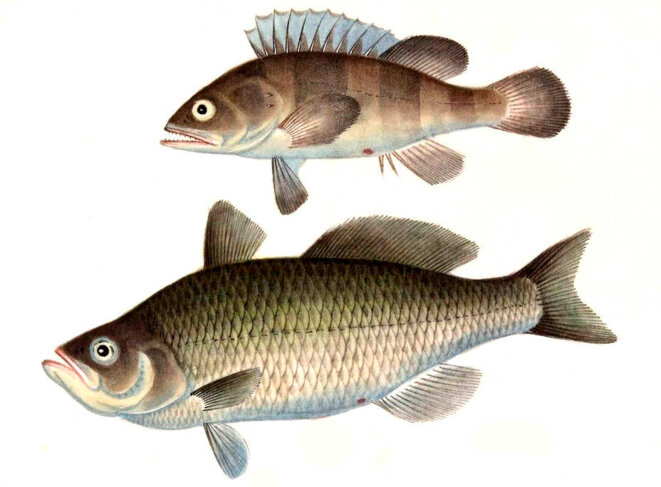 Rusés comme des serpents et candides comme des colombes