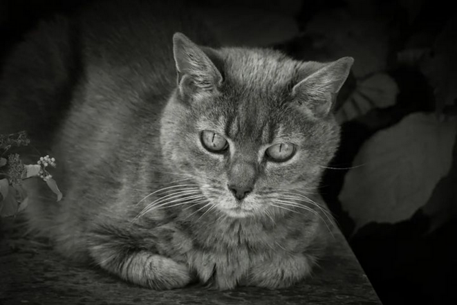 Dans l'autisme, la dépression prend des formes inhabituelles