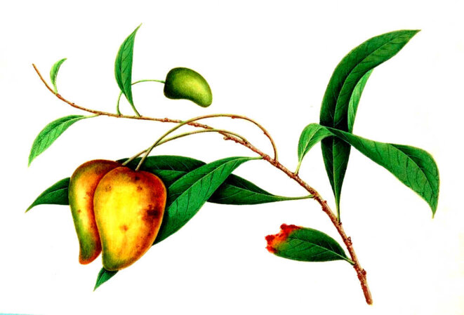 Semblables, mais différents