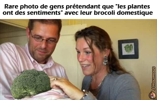 Sentience des plantes