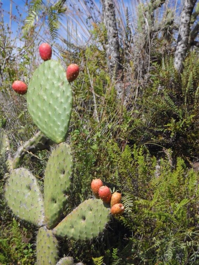 Chinoiseries andines 7 à 12