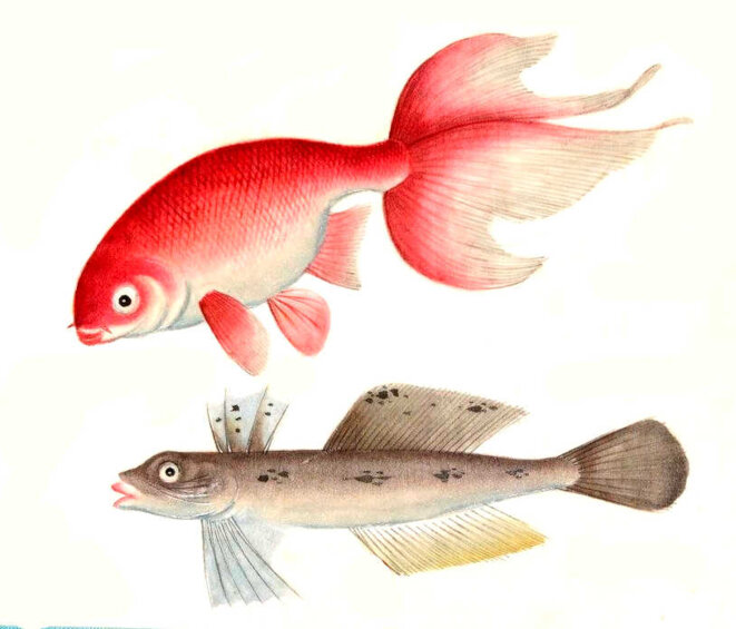 Des rires et des pleurs