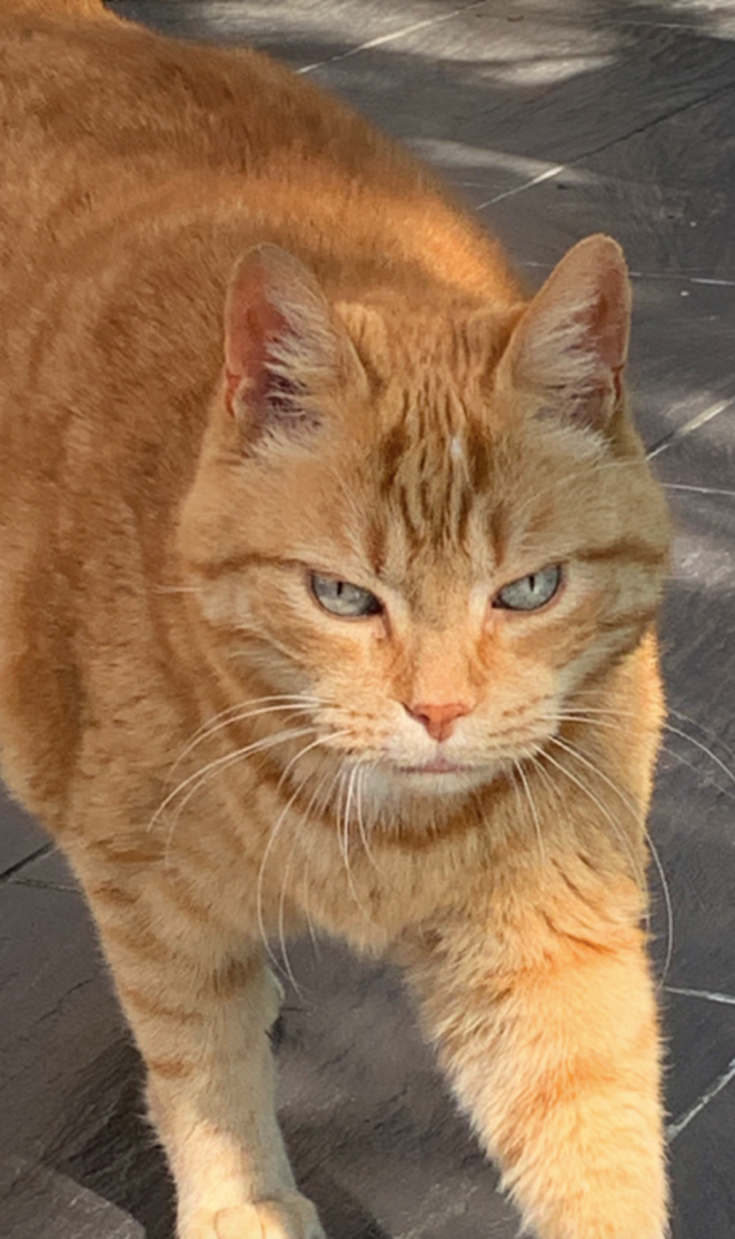 Chacun cherche son chat,...