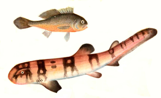 De quelle autorité ?