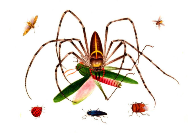 Et les femmes dans tout ça ?