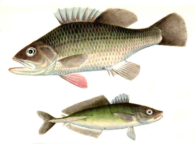 Laisser les morts ensevelir les morts