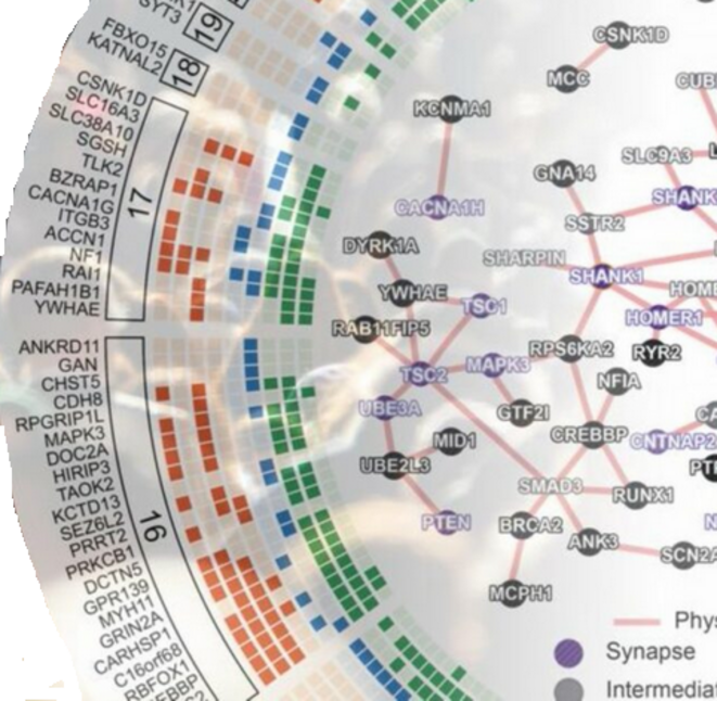 Des personnes qui n'ont pas reçu de diagnostic d'autisme sont porteuses de variantes