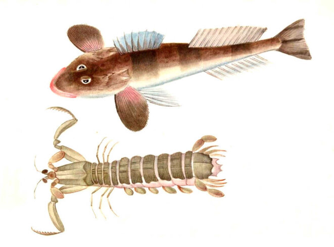 Au pays du prince des mouches