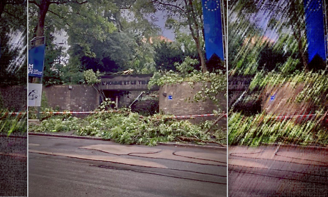Malédiction du vert sapin ?