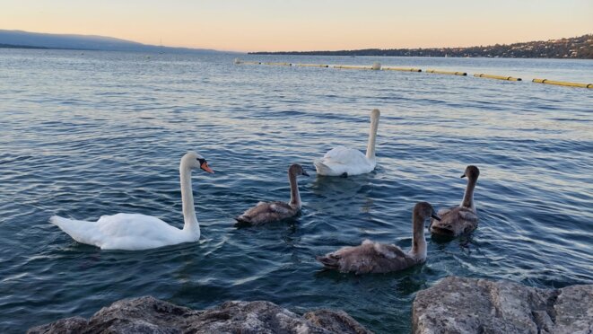 C’est la vie: CYGNES PREMONITOIRES