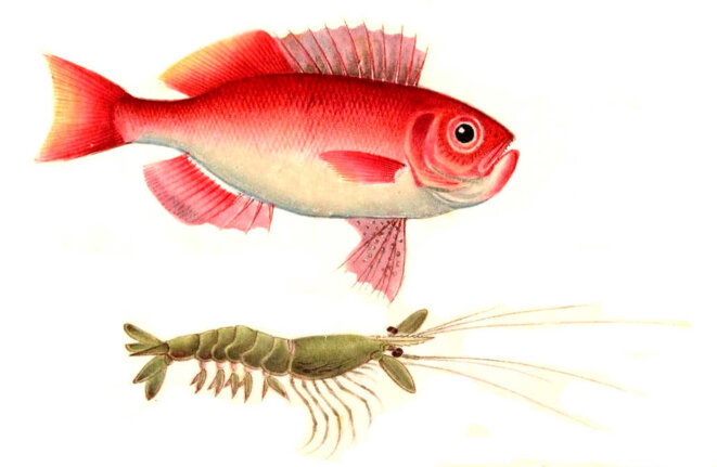 Là où se rassemblent les vautours