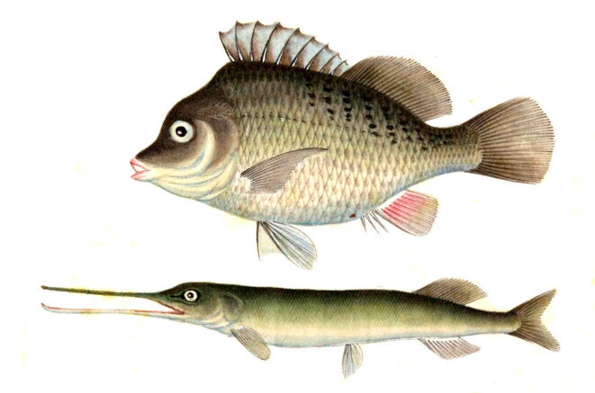 C'est moi qui vous donnerai une bouche et une sagesse