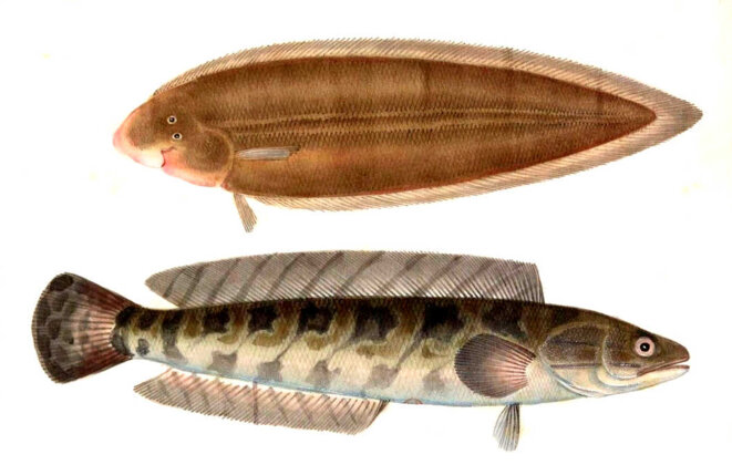 Les premiers et les derniers