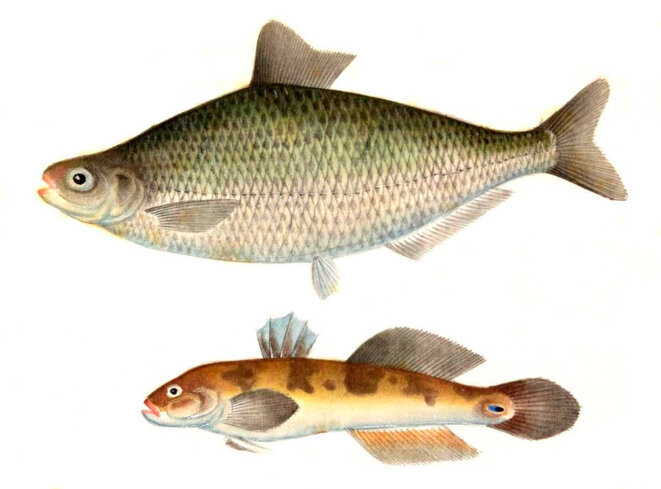 Miroir, mon beau miroir