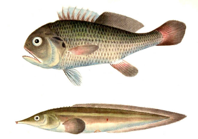 Jean qui pleure et Jésus qui rit...