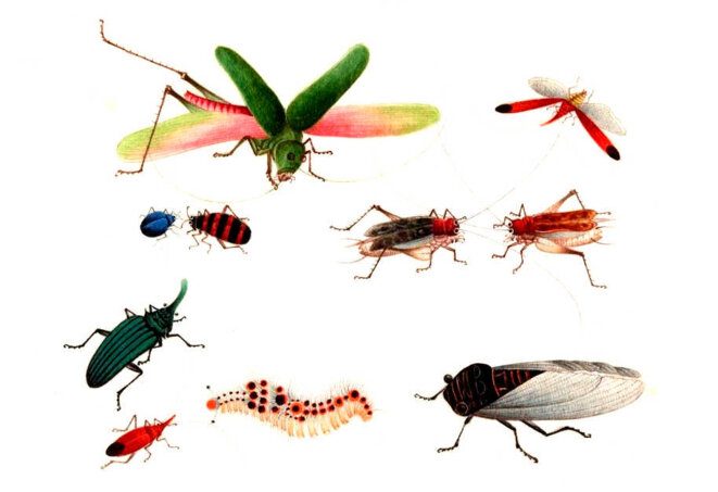 Dans le chemin de la paix