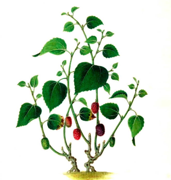 Le surnaturel ne viole pas la nature