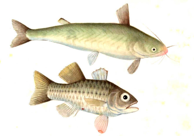 Qu'on ne le dise pas !