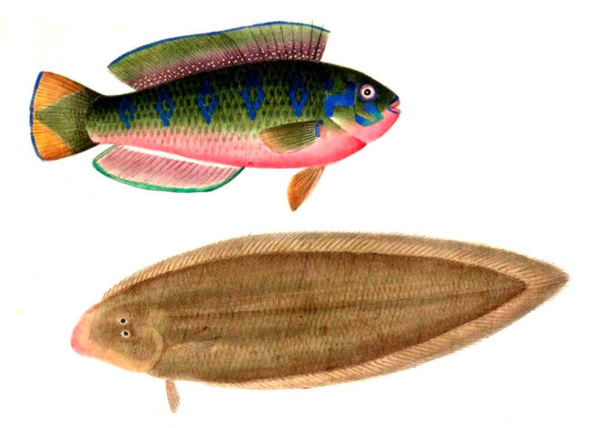 Des caprices du tyran