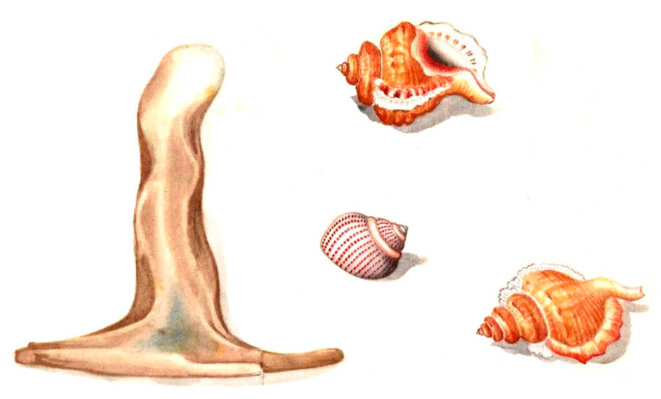 Un troupeau sans berger