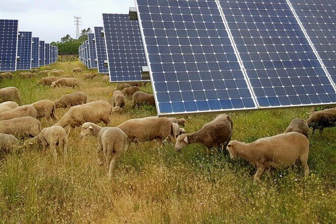 Agrivoltaïsme: les panneaux solaires électrisent le monde agricole de Loire‐Atlantique
