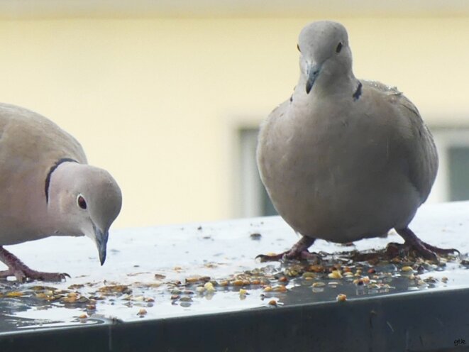 Le chariot gouvernemental est déjà dans le fossé…