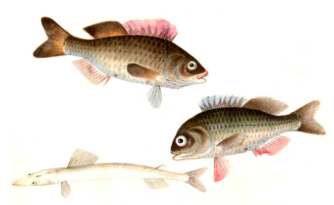 Une fusion sans confusion