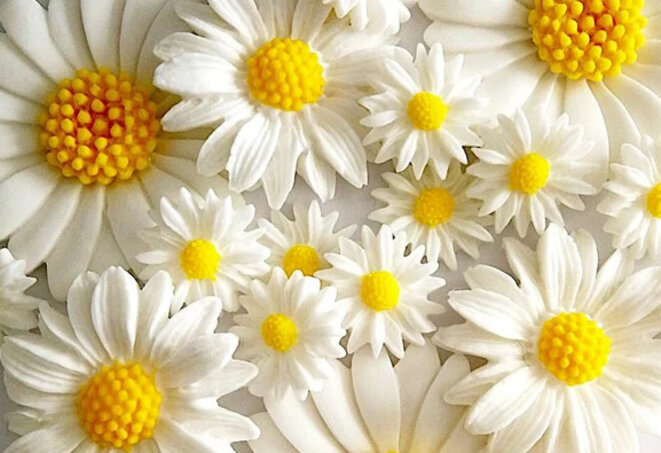 L’amour est une fleur fragile