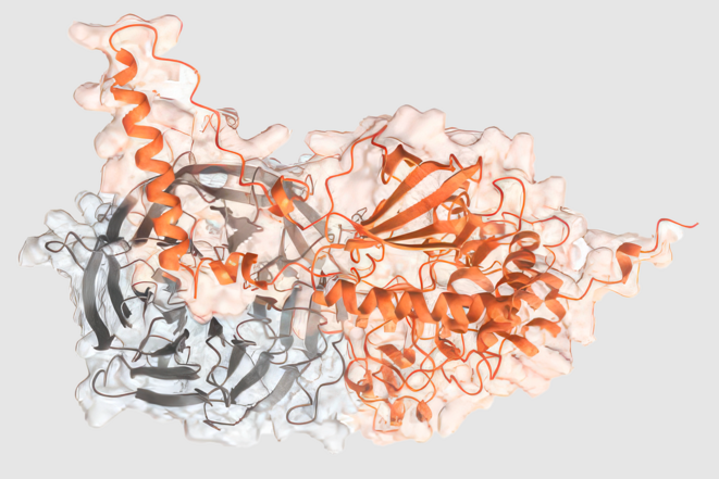 Les protéines liées à l'autisme se mêlent à d'autres molécules dans des réseaux